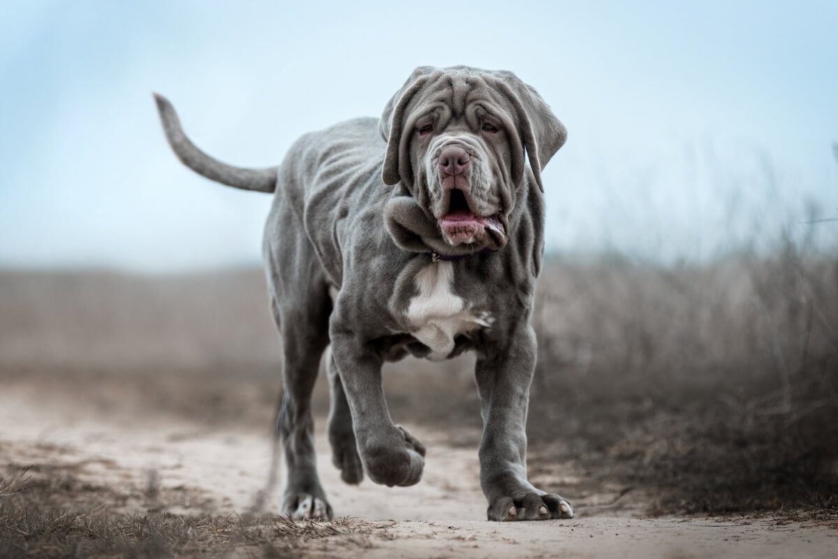 Os cachorros da raça mastiff têm um porte robusto, mas são conhecidos por sua personalidade dócil (Imagem: Photobox.ks | Shutterstock) 