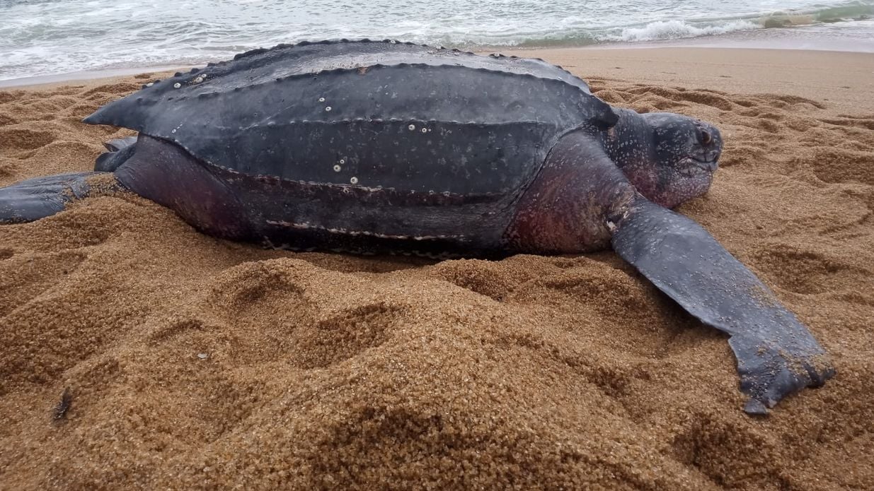 Segundo a Fundação do Projeto Tamar, não foi possível pesar o animal, mas foi verificado que ele tinha 1,55 metro de comprimento