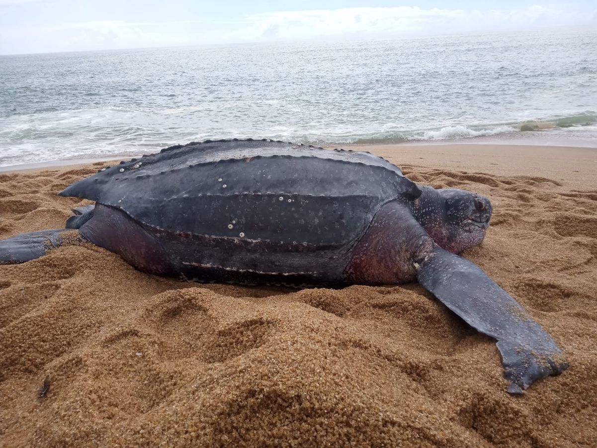 Animal foi encontrado na praia de Barra do Riacho, em Aracruz