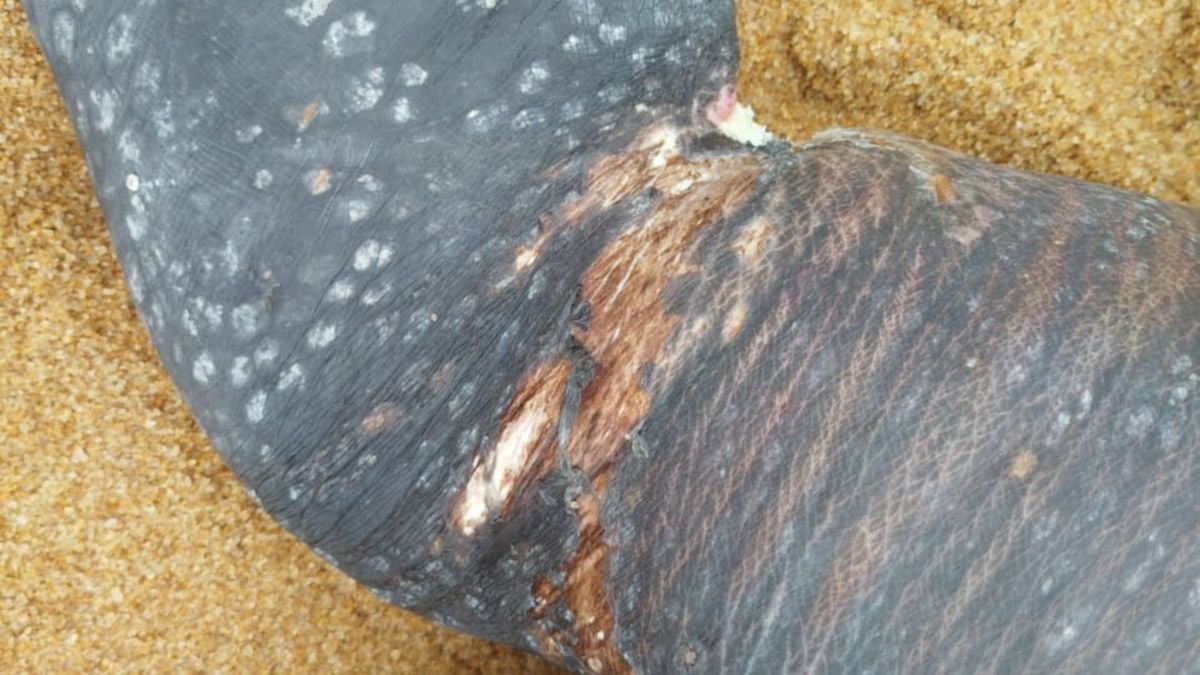Ferida encontrada em nadadeira de tartaruga-de-couro morta no litoral de Aracruz por Fundação Projeto Tamar