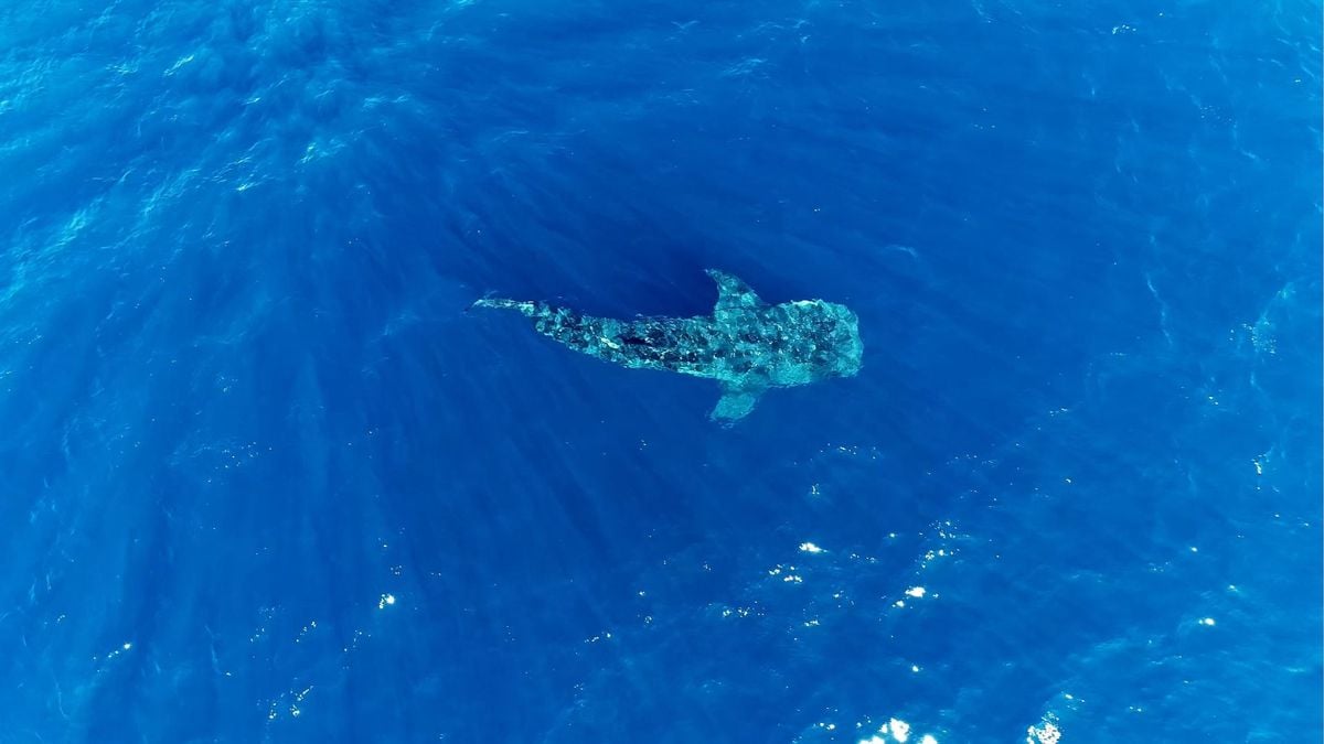 Um tubarão-baleia, considerado o maior peixe do mundo, foi visto em uma aparição rara no litoral capixaba