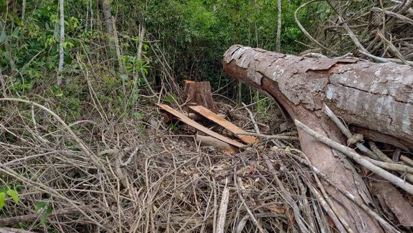 No local foi constatada a remoção da vegetação em estágio médio e em uma das fazendas houve a desmate em área de reserva legal