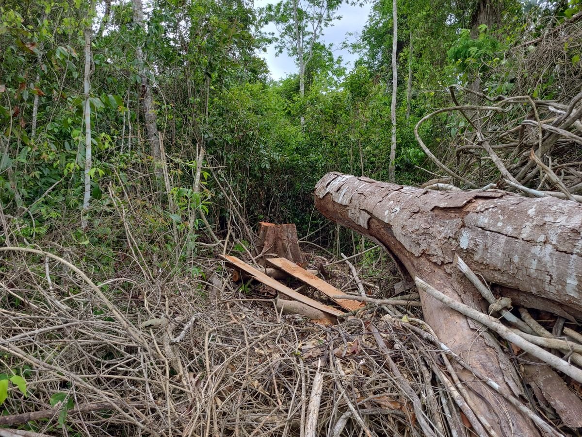 Área desmatada em Rio Bananal