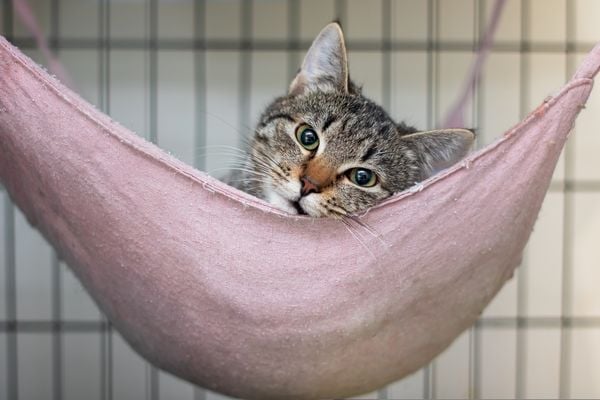 Caminha/rede de descanso para gato