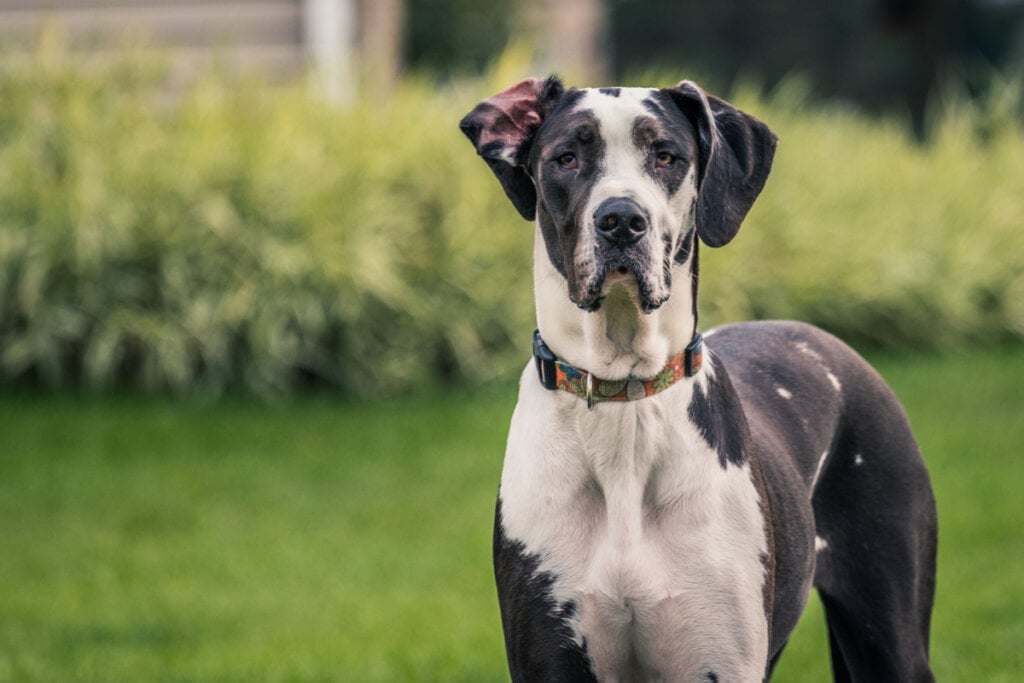 O dogue alemão pode atingir até 86 cm de altura na cernelha (Imagem: Earl Wilkerson | ShutterStock)