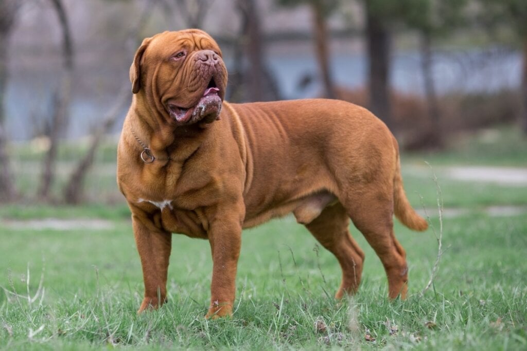 O dogue de bordeaux é uma das raças francesas mais antigas e pode pesar até 65 kg (Imagem: Daria Shvetcova | Shutterstock)