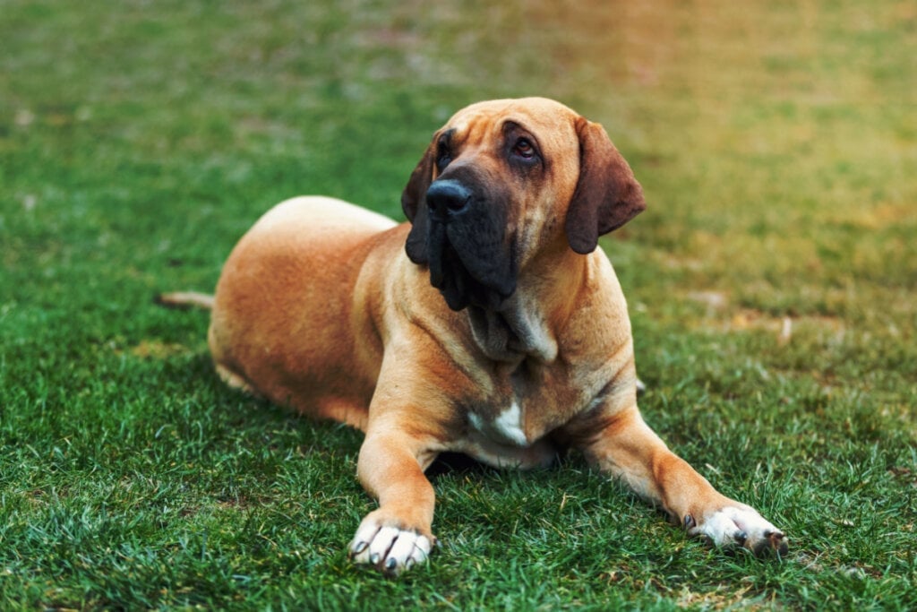 O fila brasileiro pode medir entre 60 e 75 cm de altura e pesar de 40 a 50 kg (Imagem: toicadrian | Shutterstock)