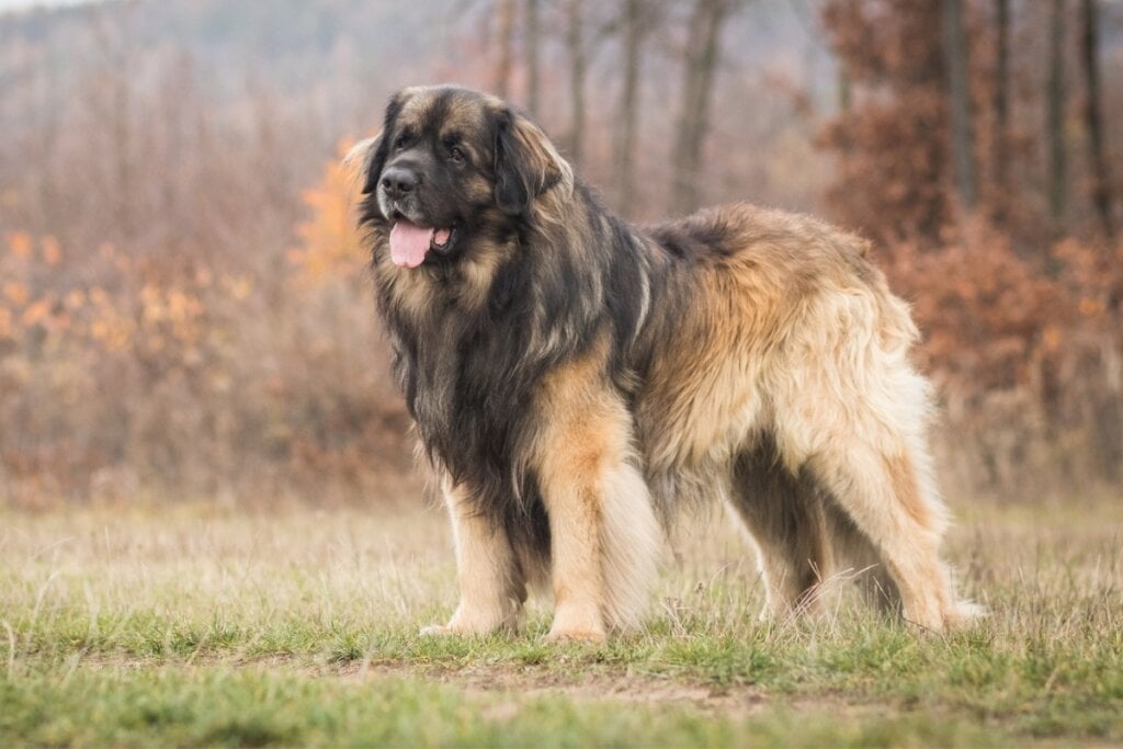 O leonberger é resultado do cruzamento entre três raças de grande porte e pode atingir até 80 cm de altura e pesar entre 54 e 77 kg (Imagem: AnetaZabranska | Shutterstock)