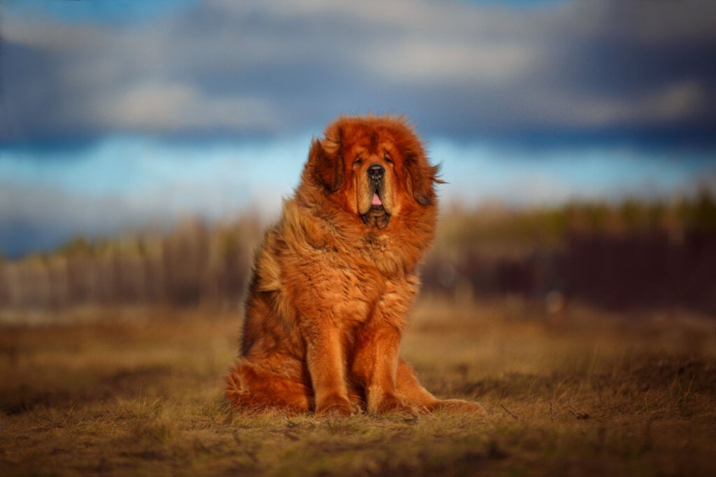 O mastim tibetano pode medir entre 66 e 76 cm de altura e pesar de 45 a 73 kg (Imagem: Tatyana Kuznetsova | Shutterstock)