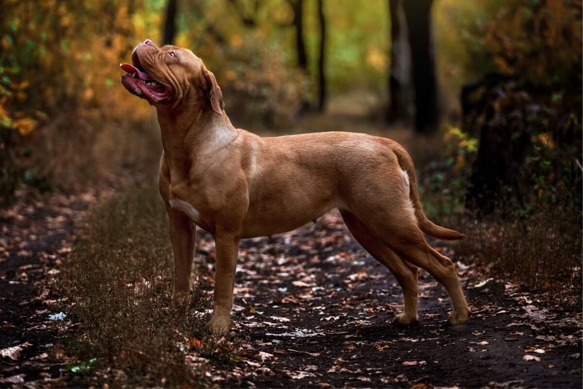 Os cachorros de porte gigante se destacam pelo tamanho impressionante (Imagem: Marry Kolesnik | Shutterstock) 