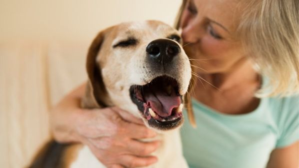 Garanta uma vida longa e saudável para o seu cão com cuidados simples que farão a diferença no bem-estar dele 
