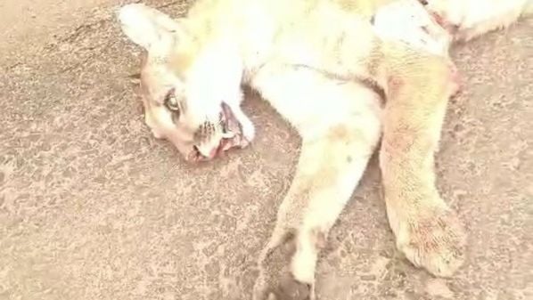 Motorista que atropelou o animal relatou que a onça apareceu de forma súbita, de uma vegetação às margens da estrada, e não teve tempo de evitar o acidente