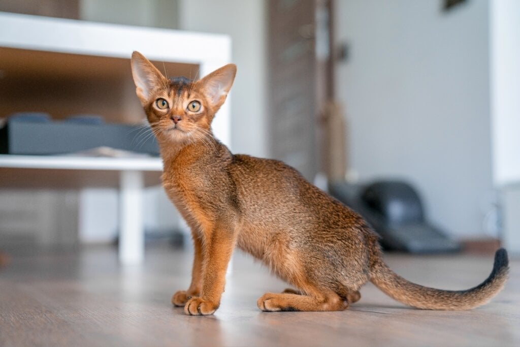 Embora tenha uma personalidade ativa, o gato abissínio também é muito afetuoso (Imagem: Pandora Pictures | Shutterstock) 