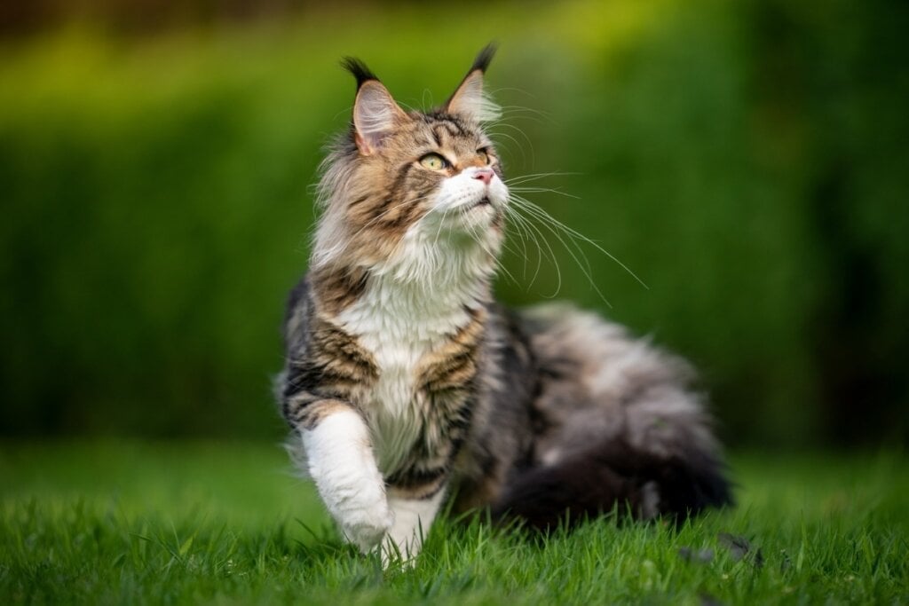 O gato maine coon é apegado ao tutor e gosta de participar das atividades diárias (Imagem: Nils Jacobi | Shutterstock) 