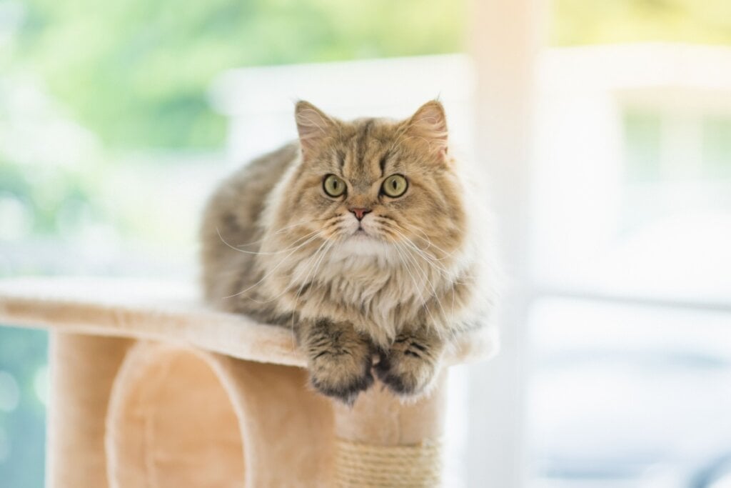 O gato persa adora a companhia de seus tutores e tende a ser muito afetuoso (Imagem: ANURAK PONGPATIMET | Shutterstock)