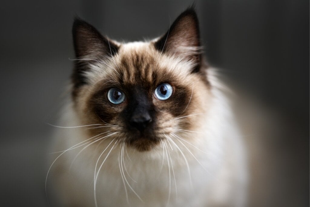 O gato ragdoll adora estar ao lado dos seus tutores (Imagem: otsphoto | Shutterstock)