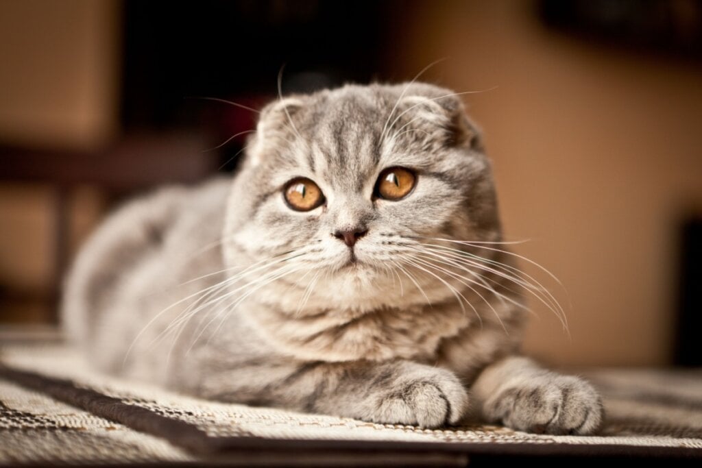 O gato scottish fold tem uma personalidade tranquila e adora ficar perto dos tutores (Imagem: Andrey Tairov | Shutterstock) 