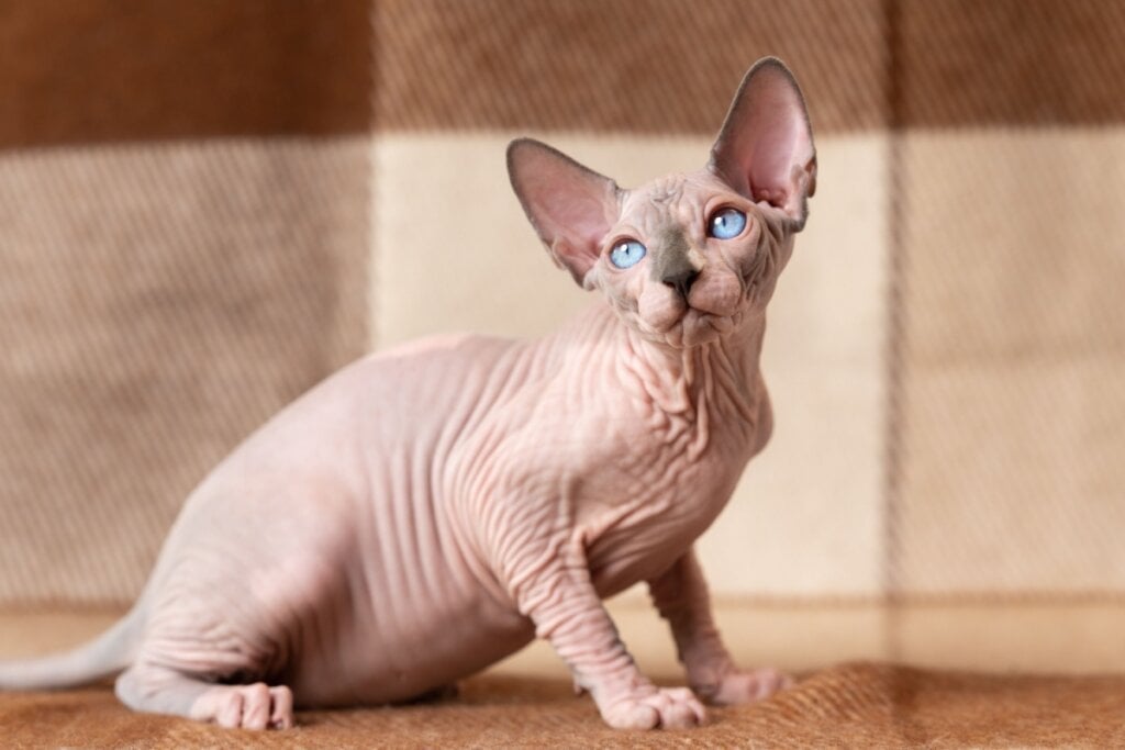 O sphynx é uma raça conhecida por sua necessidade de atenção e proximidade com o tutor (Imagem: Alexander Piragis | Shutterstock) 