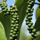 Imagem - Tarifaço: secretário de Agricultura do ES sugere enviar produtos a outros países