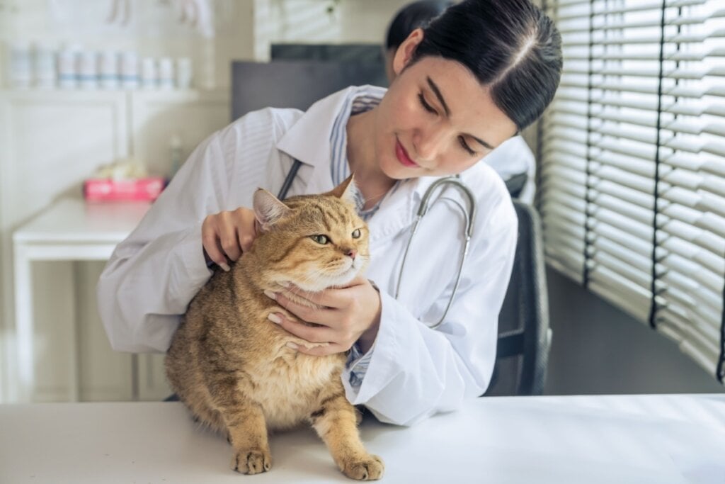 Consultar o veterinário regularmente é importante para prevenir o câncer de próstata e outras doenças (Imagem: Mongkolchon Akesin | Shutterstock)