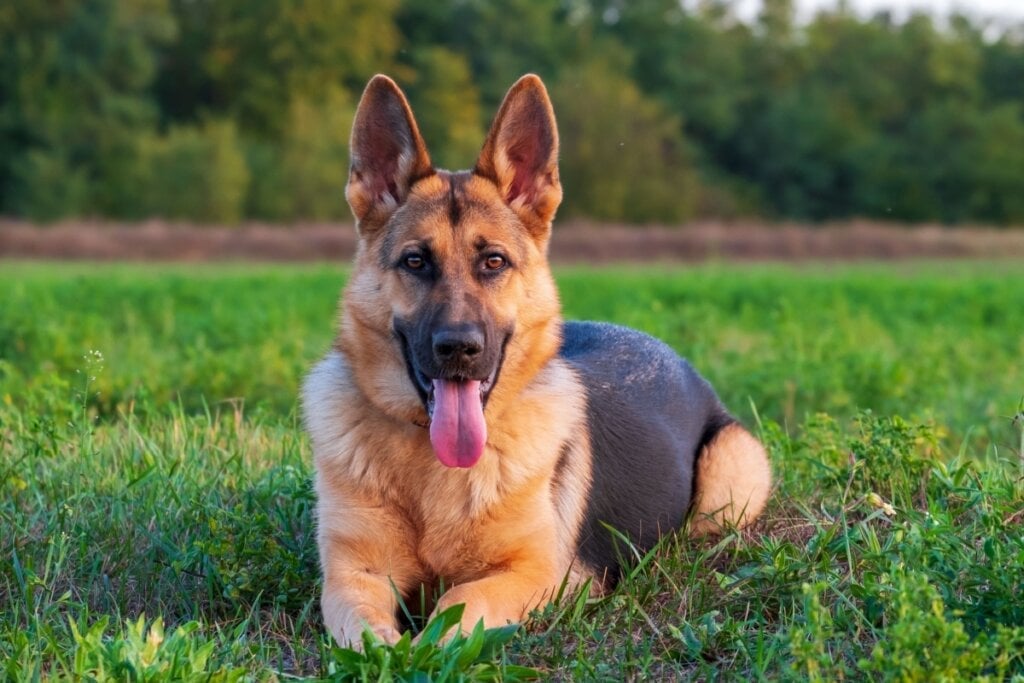 &#8220;Chase&#8221; é um nome interessante para cachorros leais (Imagem: Barat Roland | Shutterstock)