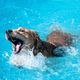 Cachorro na piscina