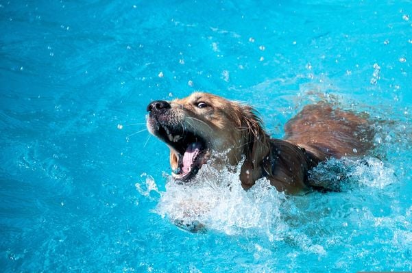 Cachorro na piscina