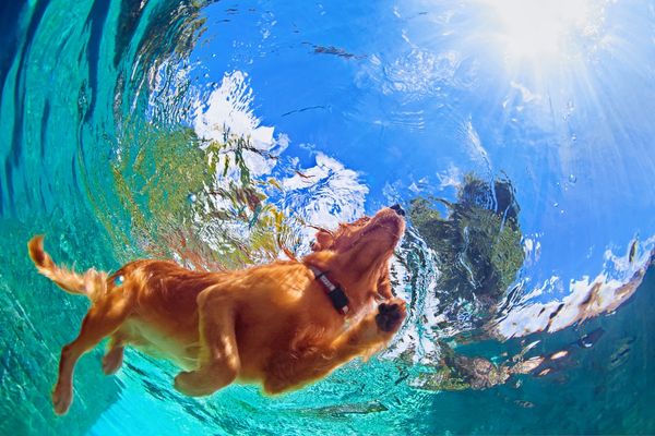 Cachorro na piscina