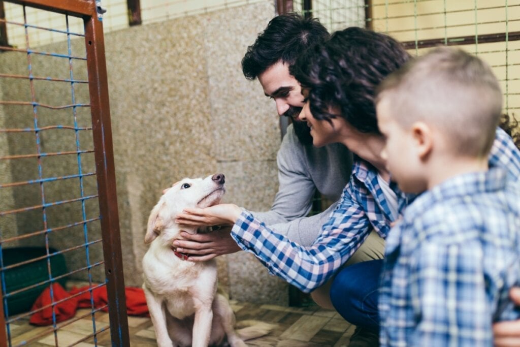 A adoção ajuda a reduzir o número de cães sem lar (Imagem: hedgehog94 | Shutterstock)