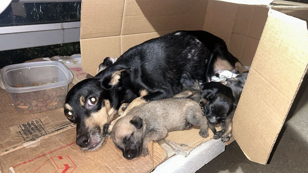 Oito cães são abandonados em São Cristóvão, Vitória.