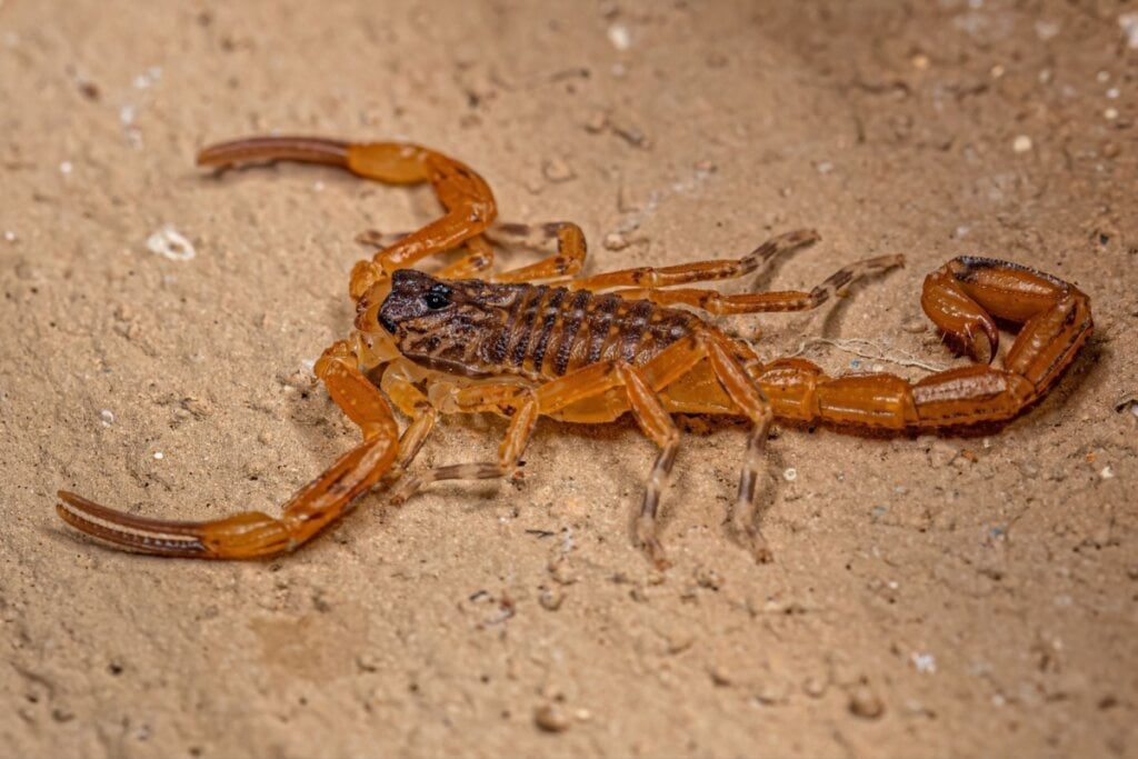 O escorpião-amarelo caça principalmente insetos, desempenhando um papel importante no controle de pragas (Imagem: Vinicius R. Souza | Shutterstock)