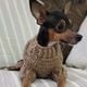 Imagem - Morre Floquinho, pinscher atacado por pitbull em condomínio de Aracruz