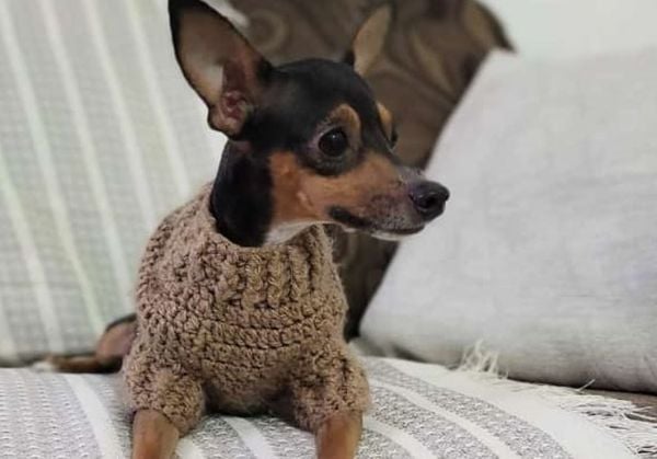 Floquinho antes do ataque; pinscher passou por cirurgia e se recupera