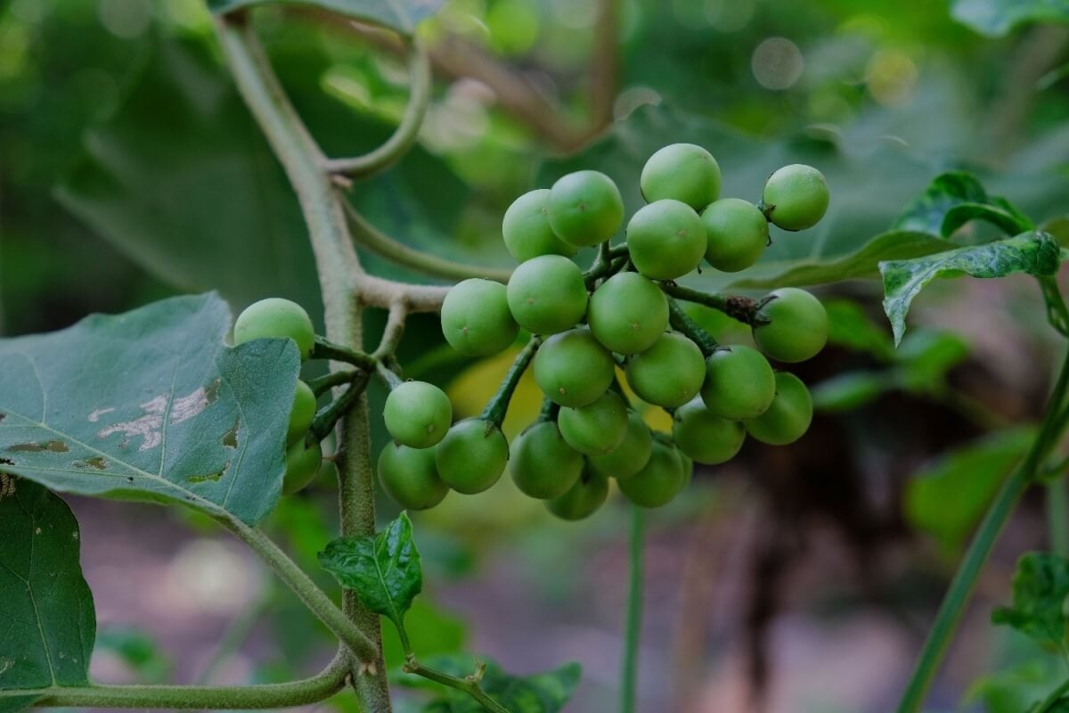 A jurubeba é uma planta medicinal tradicionalmente usada para apoiar a digestão e promover o bem-estar do organismo (Imagem: kukuh st23 | Shutterstock)