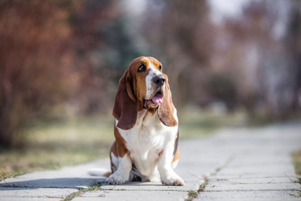 O basset hound precisa de cuidados especiais devido à sua estrutura física (Imagem: Daria Shvetcova | Shutterstock)