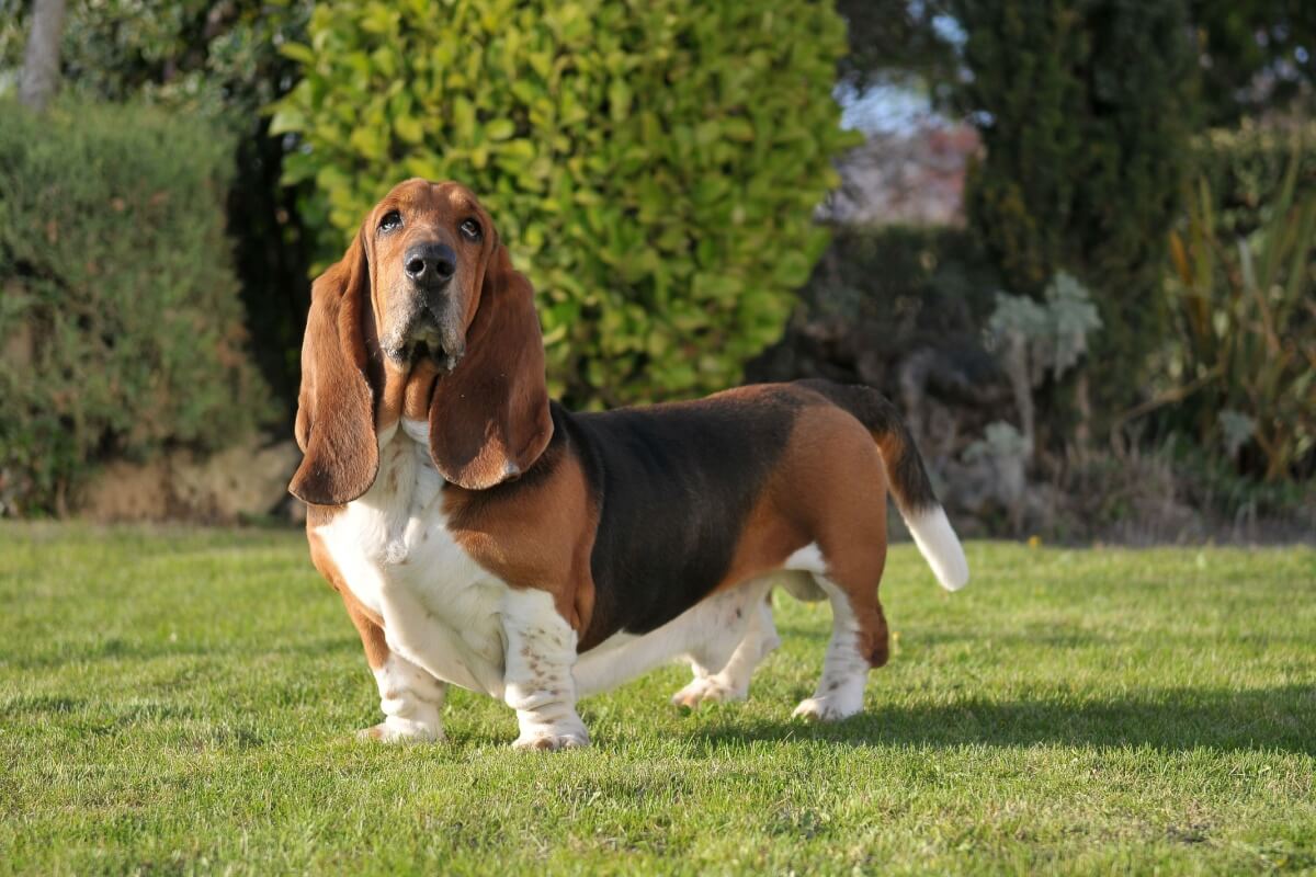 O basset hound é um cachorro que se destaca pela aparência e comportamento (Imagem: Marcelino Pozo Ruiz | Shutterstock)