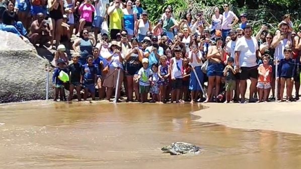 Animal, que passou por um período de recuperação na Capital, voltou para o mar na manhã deste sábado (7); veja vídeo