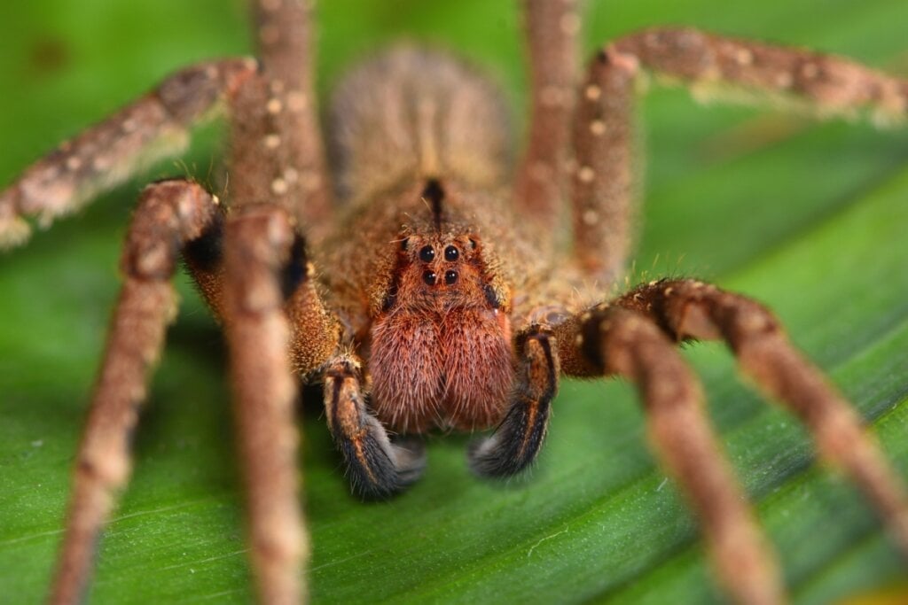 A picada da aranha-armadeira causa dor intensa, taquicardia e, sem tratamento, pode ser fatal (Imagem: Tobias Hauke | Shutterstock)