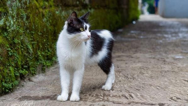 Com um temperamento doce e cativante, ele é um excelente companheiro para quem busca um bichano leal e brincalhão