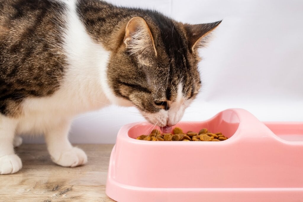 O gato manês precisa de uma alimentação equilibrada para garantir o seu bem-estar (Imagem: puha dorin | Shutterstock)