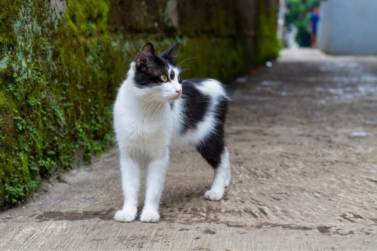 O gato manês tem uma aparência distinta e um temperamento encantador (Imagem: Atsupriatna24 | Shutterstock) 