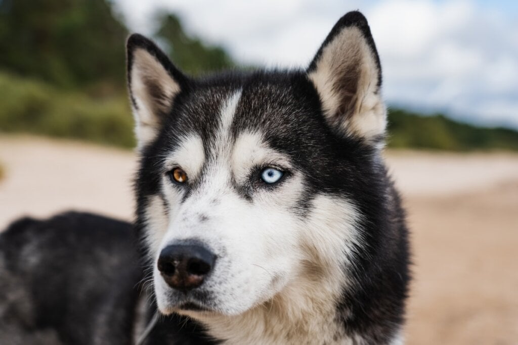 As orelhas do husky siberiano são triangulares (Imagem: Dmitri T | Shutterstock)