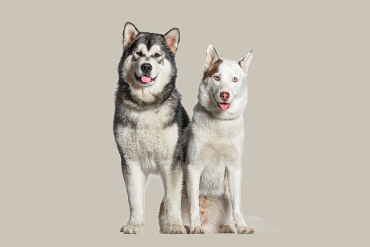 Confundidos à primeira vista, o malamute do Alasca e o husky siberiano são cachorros diferentes (Imagem: GPPets | Shutterstock)