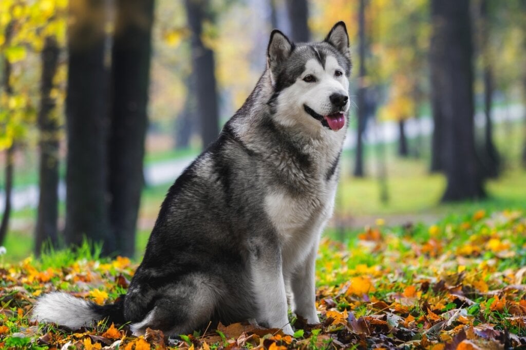 O malamute do Alasca tem a pelagem mais longa e áspera (Imagem: Slavica Stajic | Shutterstock)