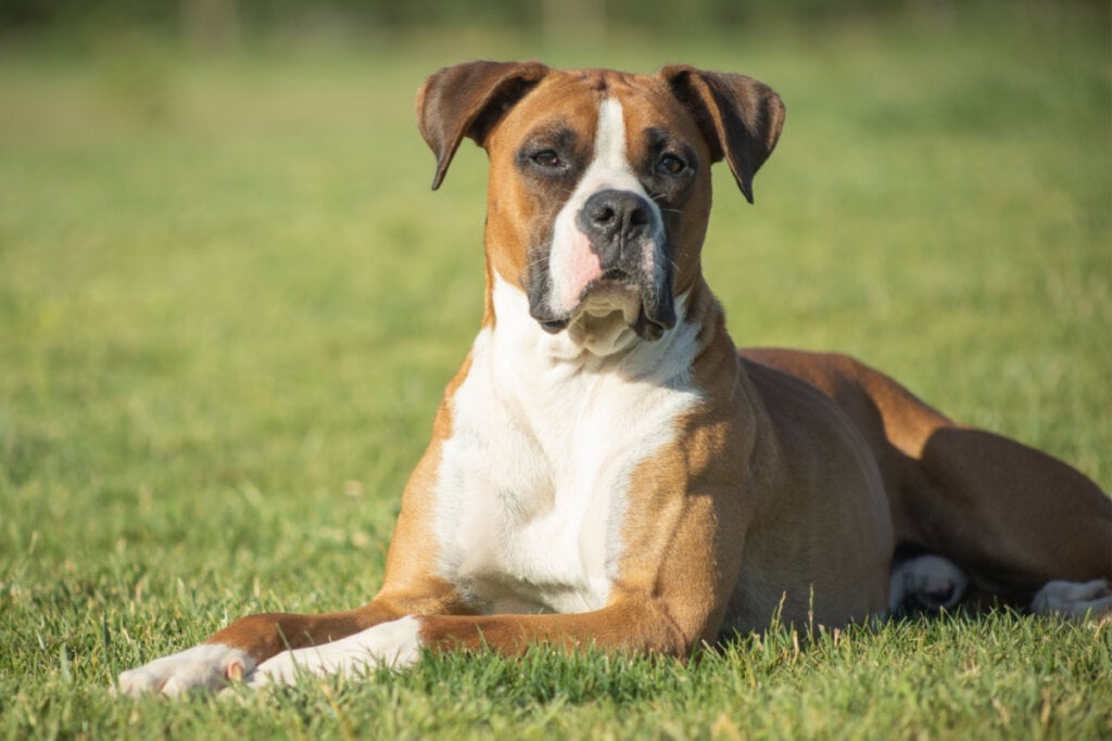 Apesar da aparência, o boxer é um cachorro afetuoso e corajoso (Imagem: ibanezfilm | Shutterstock)