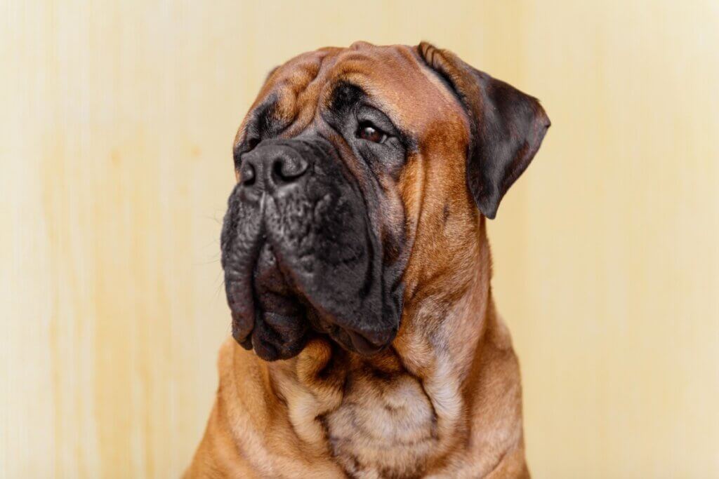 Apesar de seu tamanho, o bullmastiff é dócil com a família e muito protetor (Imagem: Inna Astakhova | Shutterstock) 