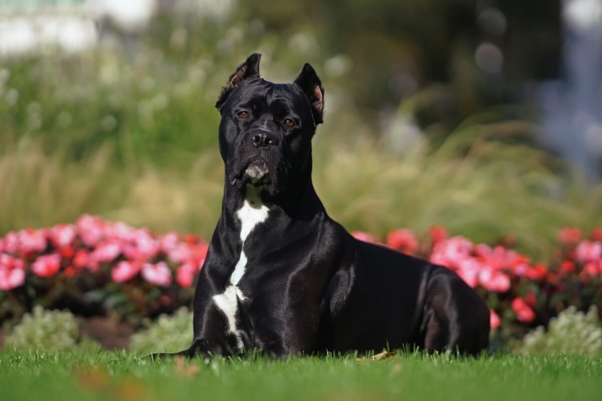 Diversas raças de cães se destacam por seu instinto de guarda e lealdade aos tutores (Imagem: Eudyptula | Shutterstock)