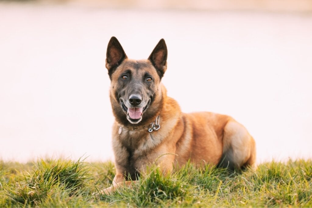 O pastor belga malinois é extremamente inteligente, leal e energético (Imagem: George Trumpeter | Shutterstock)