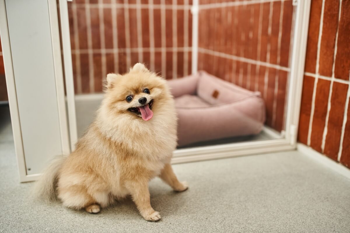 O hotel deve garantir a segurança e o bem-estar do cachorro (Imagem: LightField Studios | Shutterstock) 