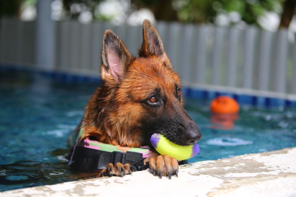 O hotel deve ter atividades para que os animais se divirtam e se mantenham entretidos (Imagem: Wasitt Hemwarapornchai | Shutterstock) 